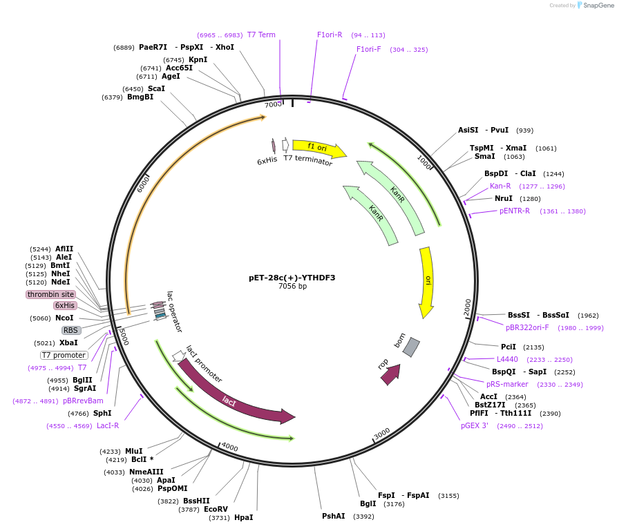102276-plasmid-map-sequence-id-197158