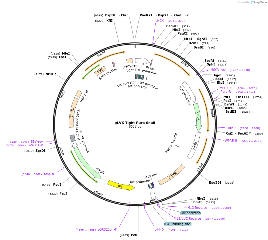 101117-plasmid-map-sequence-id-197161
