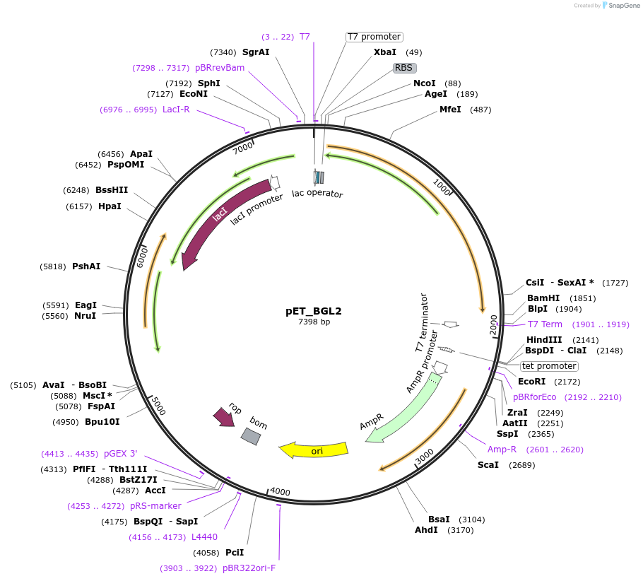 101911-plasmid-map-sequence-id-197171