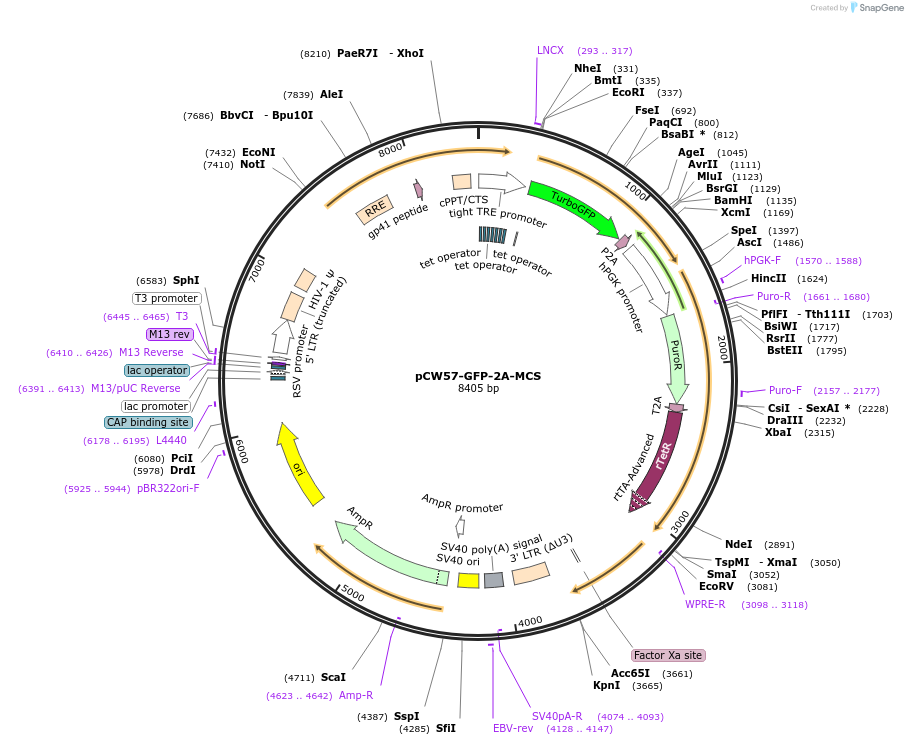 71783-plasmid-map-sequence-id-197192