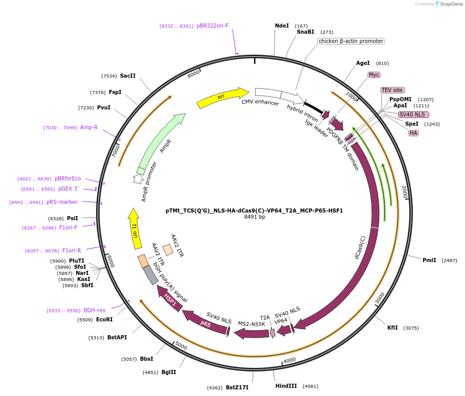 101102-plasmid-map-sequence-id-197199