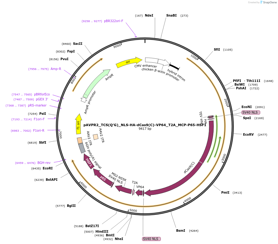 101111-plasmid-map-sequence-id-197205