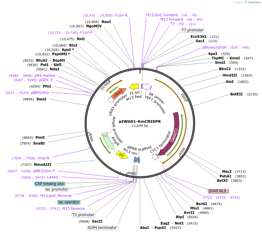 98907-plasmid-map-sequence-id-197210