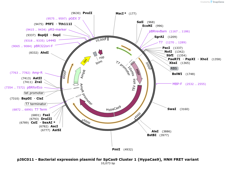101229-plasmid-map-sequence-id-197216