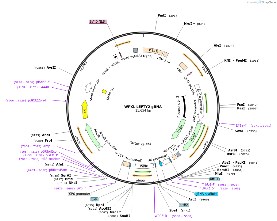 101924-plasmid-map-sequence-id-197218