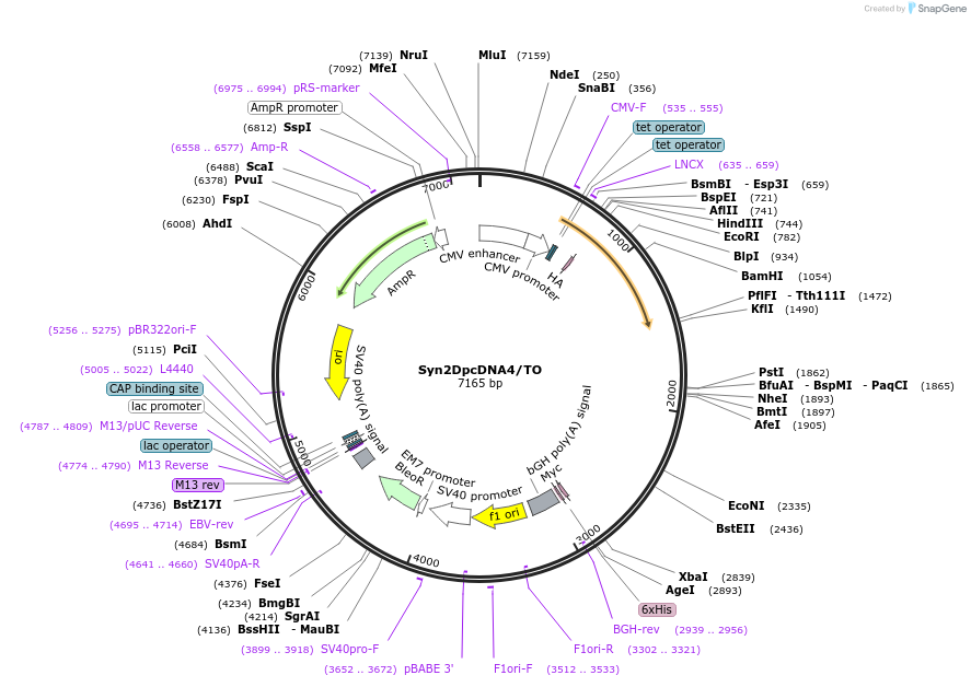 14818-plasmid-map-sequence-id-197222