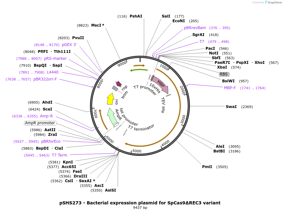 101202-plasmid-map-sequence-id-197227