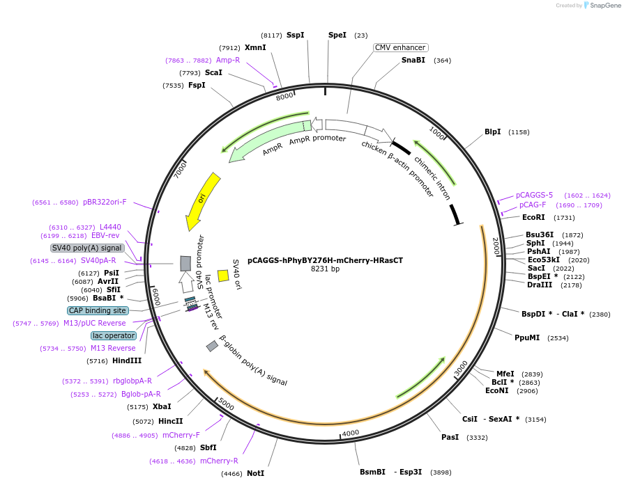 100540-plasmid-map-sequence-id-197261