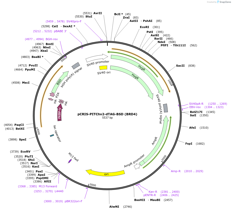 91795-plasmid-map-sequence-id-197291