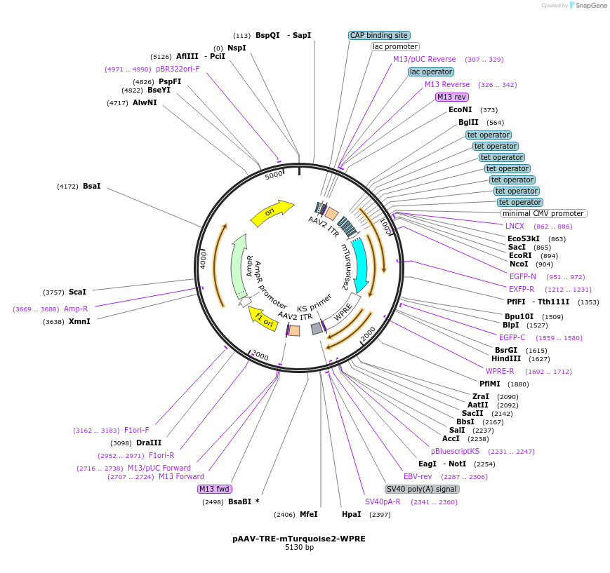 104110-plasmid-map-sequence-id-197311