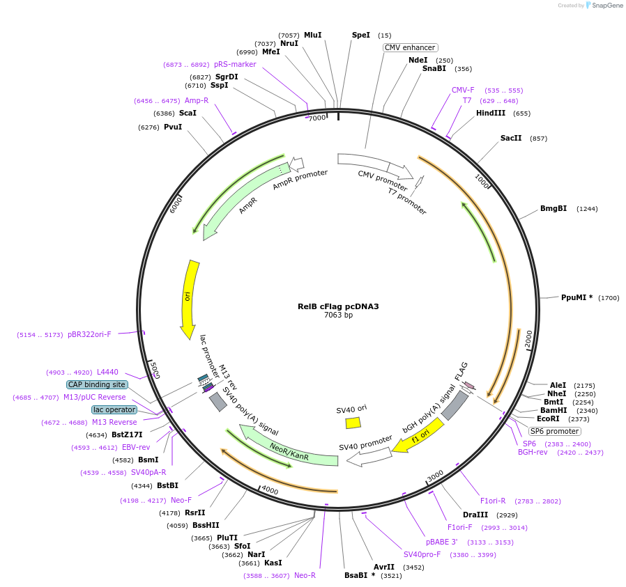 20017-plasmid-map-sequence-id-197332