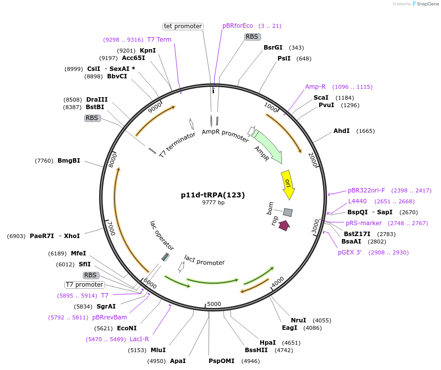 102613-plasmid-map-sequence-id-197346
