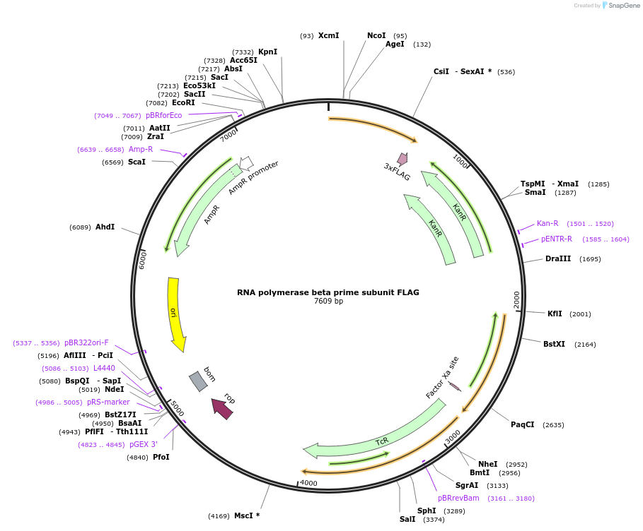 102337-plasmid-map-sequence-id-197499