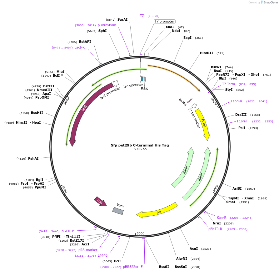 75015-plasmid-map-sequence-id-197509