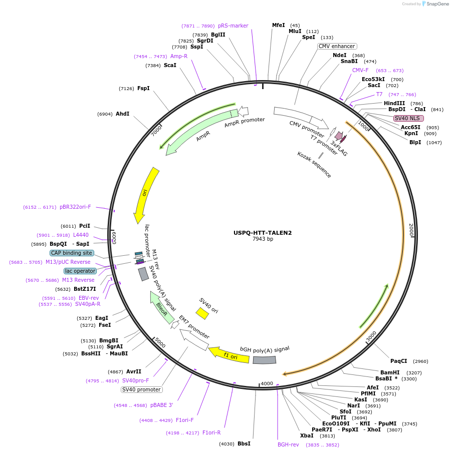 92244-plasmid-map-sequence-id-197512