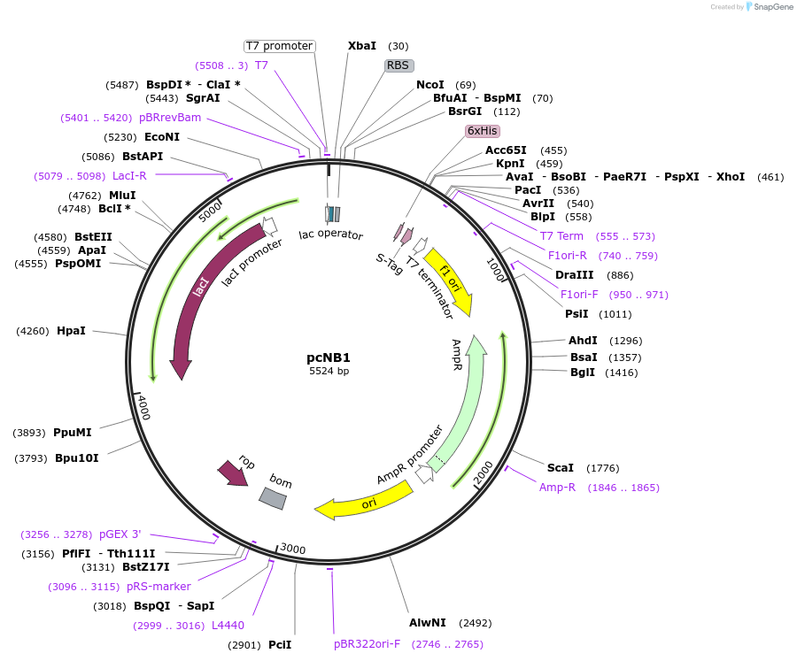 89241-plasmid-map-sequence-id-197515