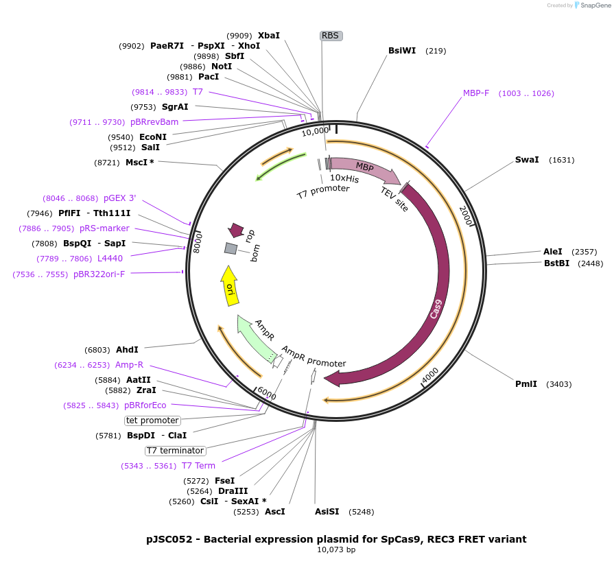 101201-plasmid-map-sequence-id-197517