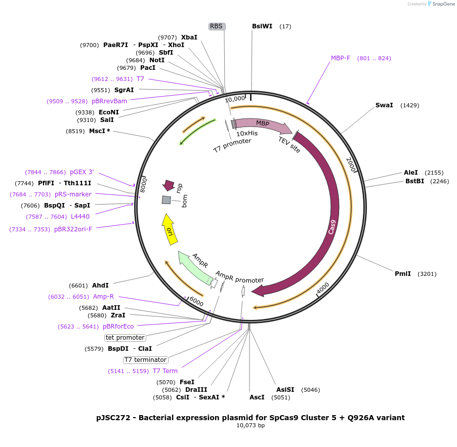 101236-plasmid-map-sequence-id-197520