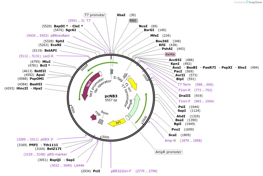 89243-plasmid-map-sequence-id-197523