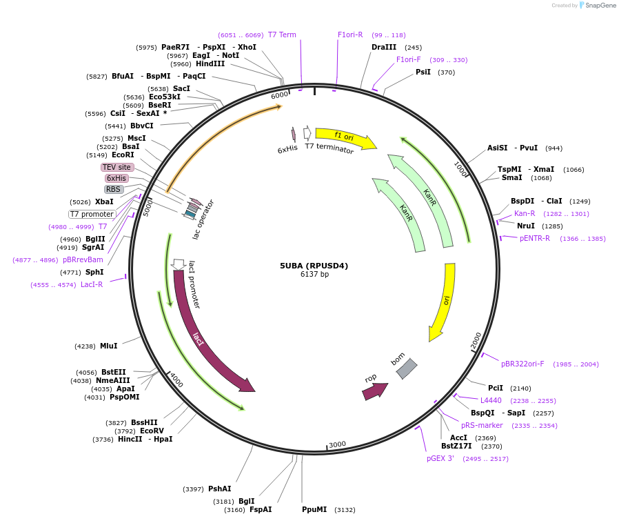 101256-plasmid-map-sequence-id-197526