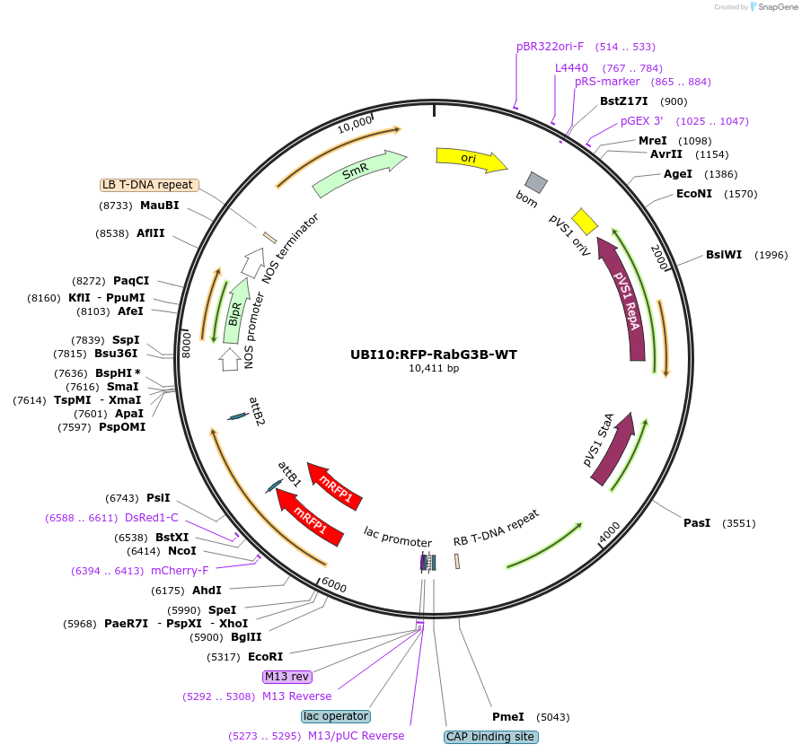 102369-plasmid-map-sequence-id-197528