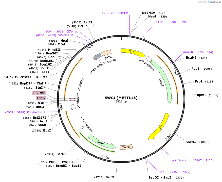 101270-plasmid-map-sequence-id-197531
