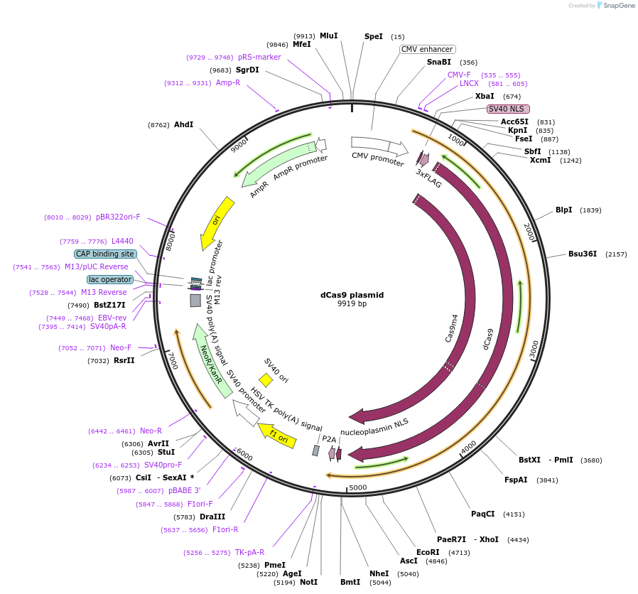 100091-plasmid-map-sequence-id-197565