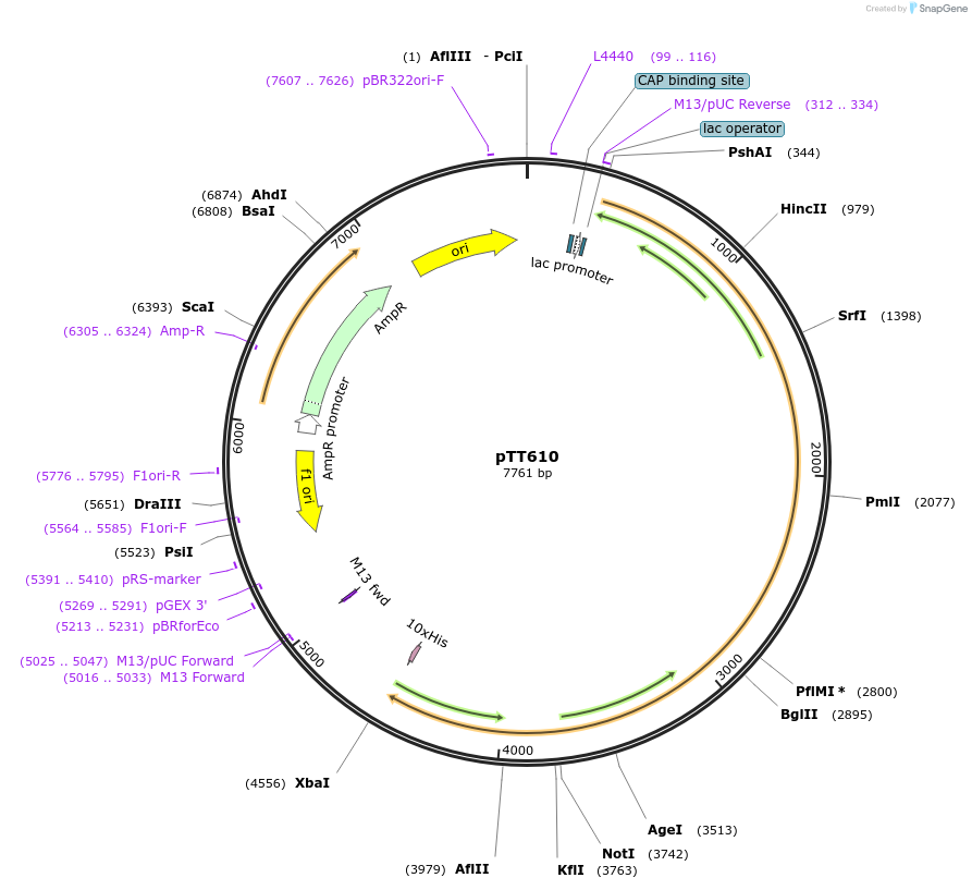 101742-plasmid-map-sequence-id-197570