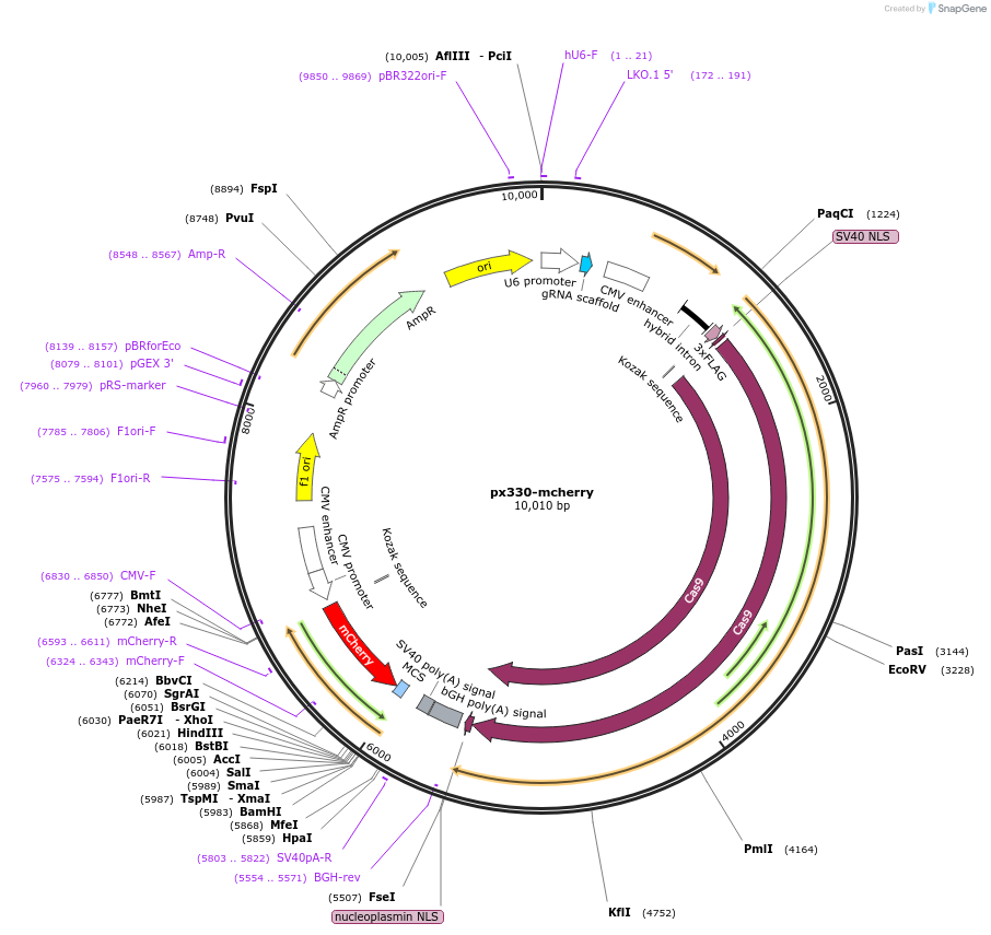 98750-plasmid-map-sequence-id-197576