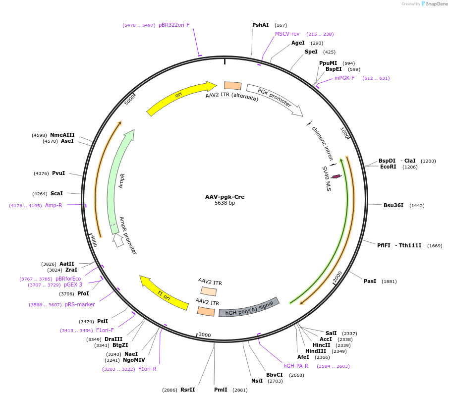 24593-plasmid-map-sequence-id-197583