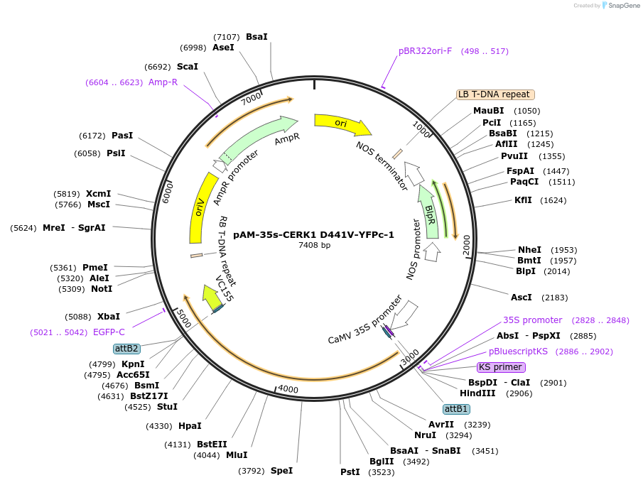 102403-plasmid-map-sequence-id-197600