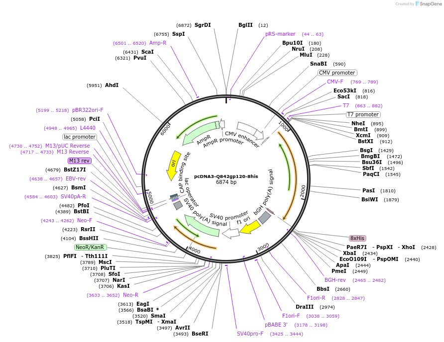 100932-plasmid-map-sequence-id-197608