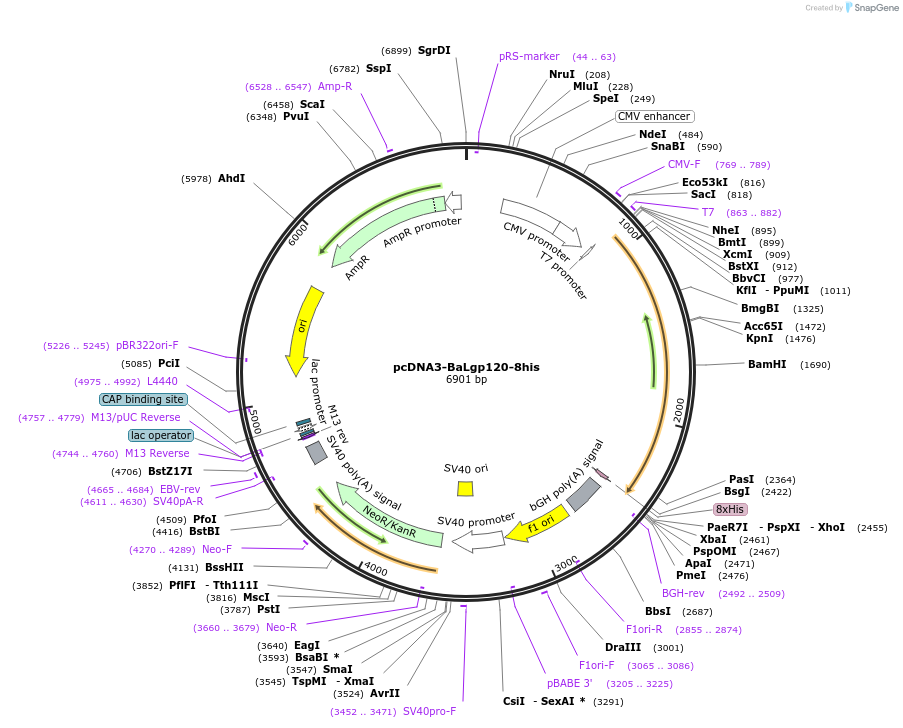 100925-plasmid-map-sequence-id-197620