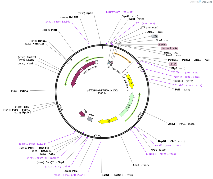 100720-plasmid-map-sequence-id-197629