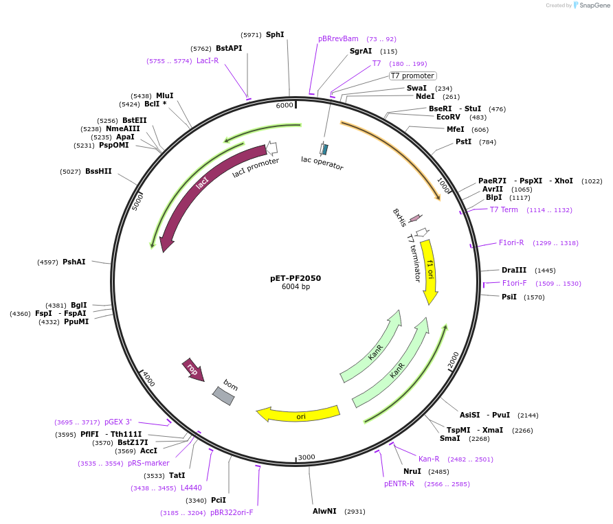 100721-plasmid-map-sequence-id-197634