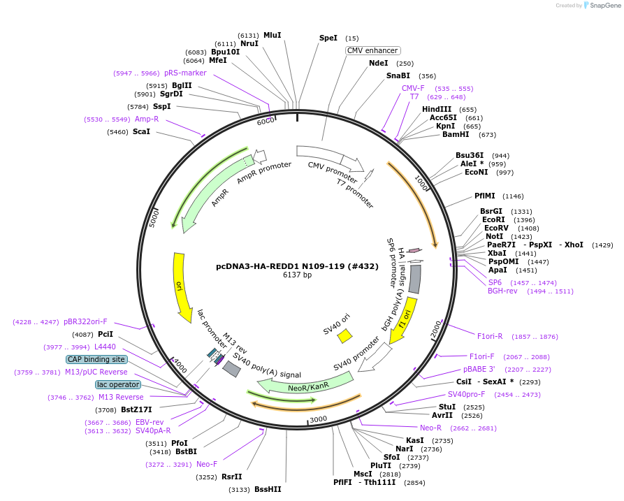99933-plasmid-map-sequence-id-197637