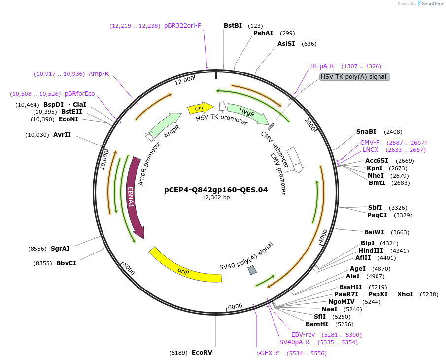 100933-plasmid-map-sequence-id-197641