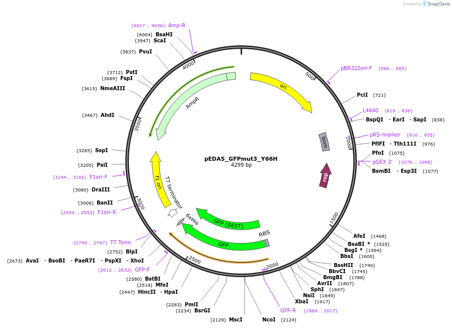 80085-plasmid-map-sequence-id-197645
