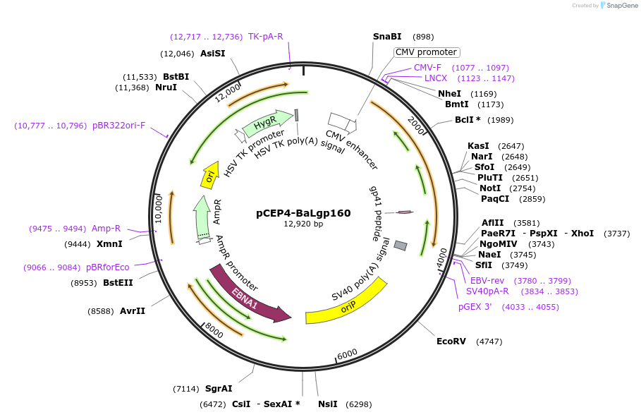 100919-plasmid-map-sequence-id-197659