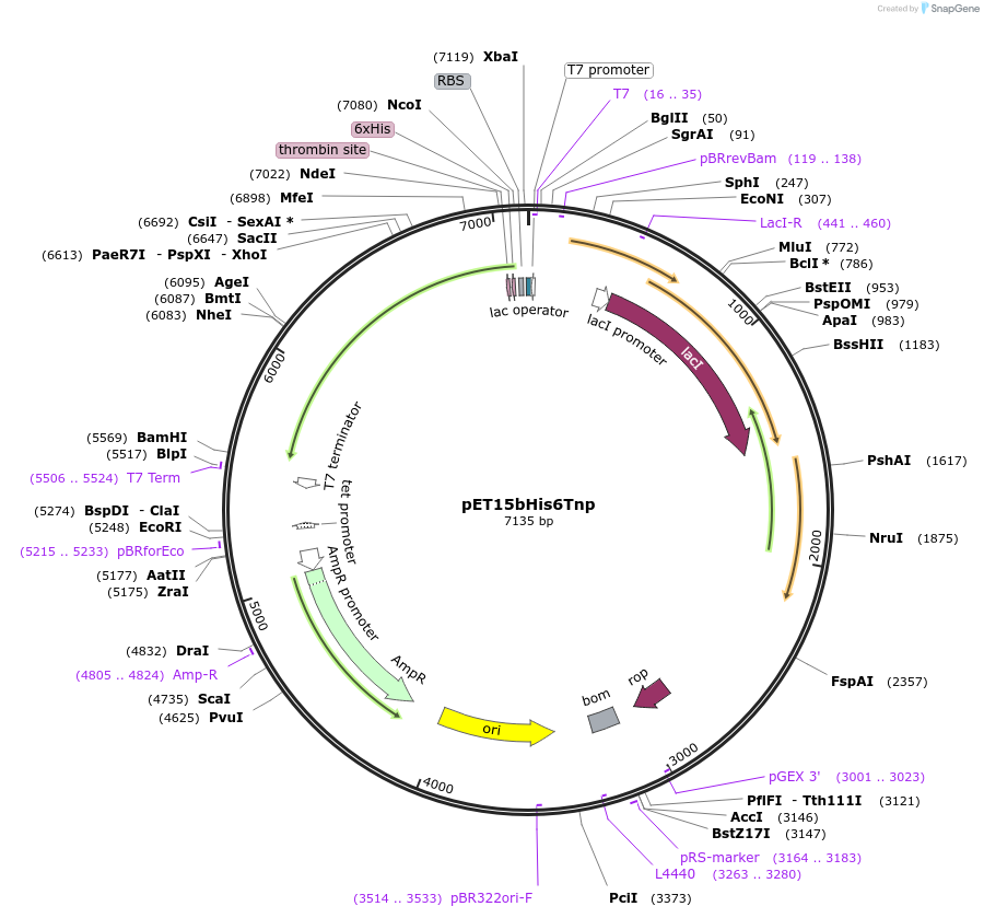 79807-plasmid-map-sequence-id-197670