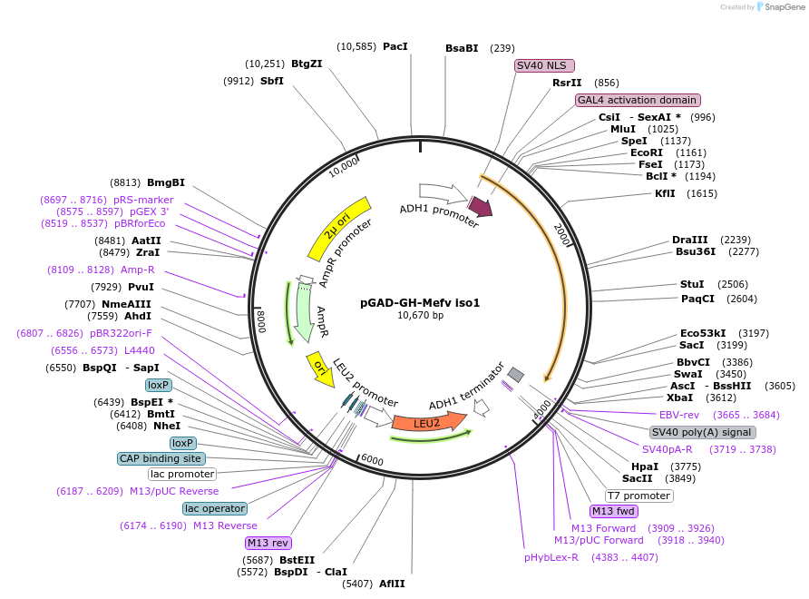 92107-plasmid-map-sequence-id-197764