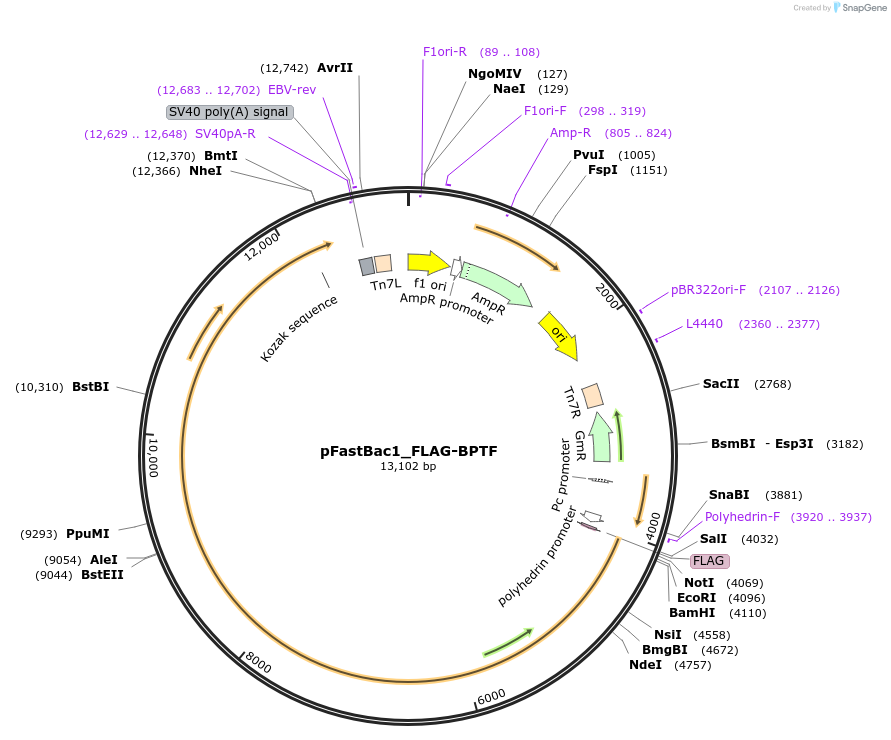 102242-plasmid-map-sequence-id-197767