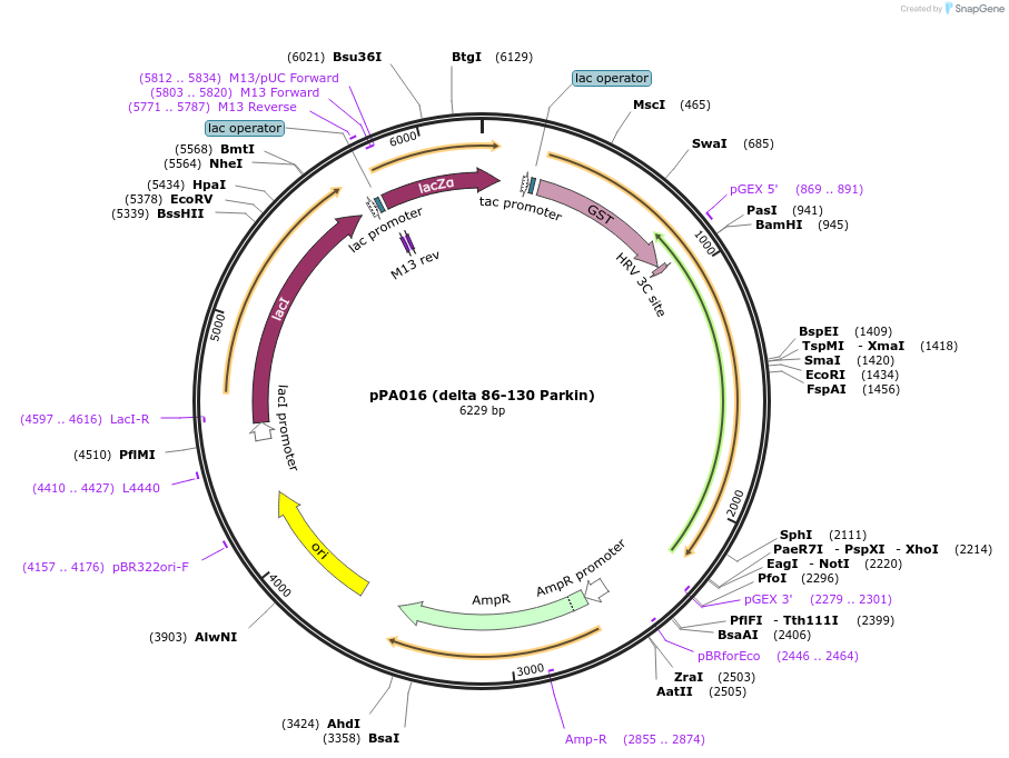 102357-plasmid-map-sequence-id-197770