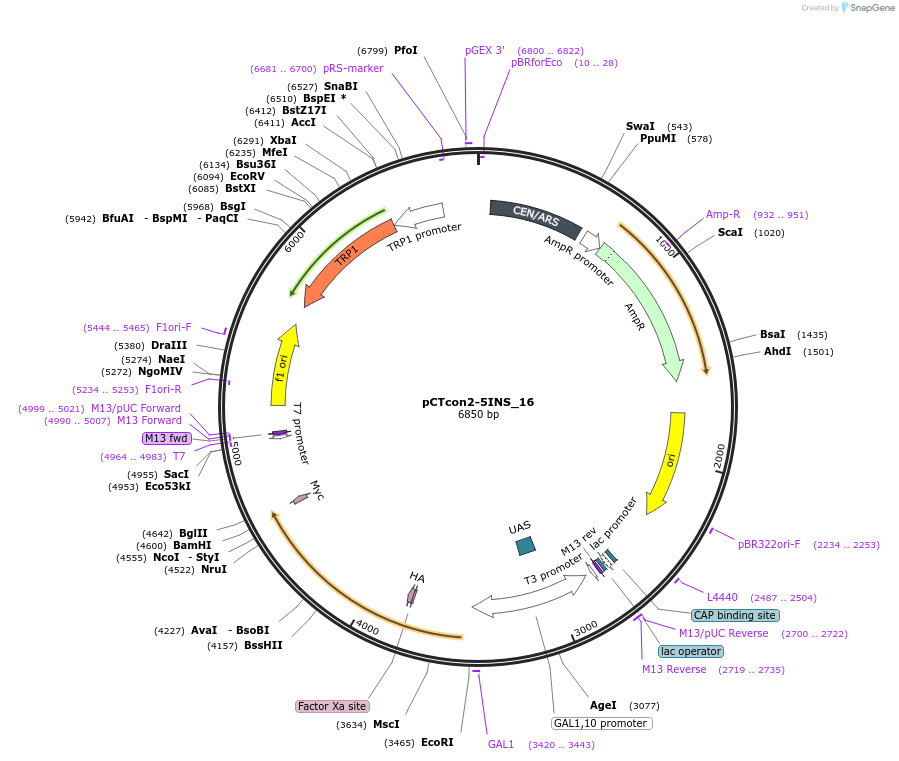102292-plasmid-map-sequence-id-197774