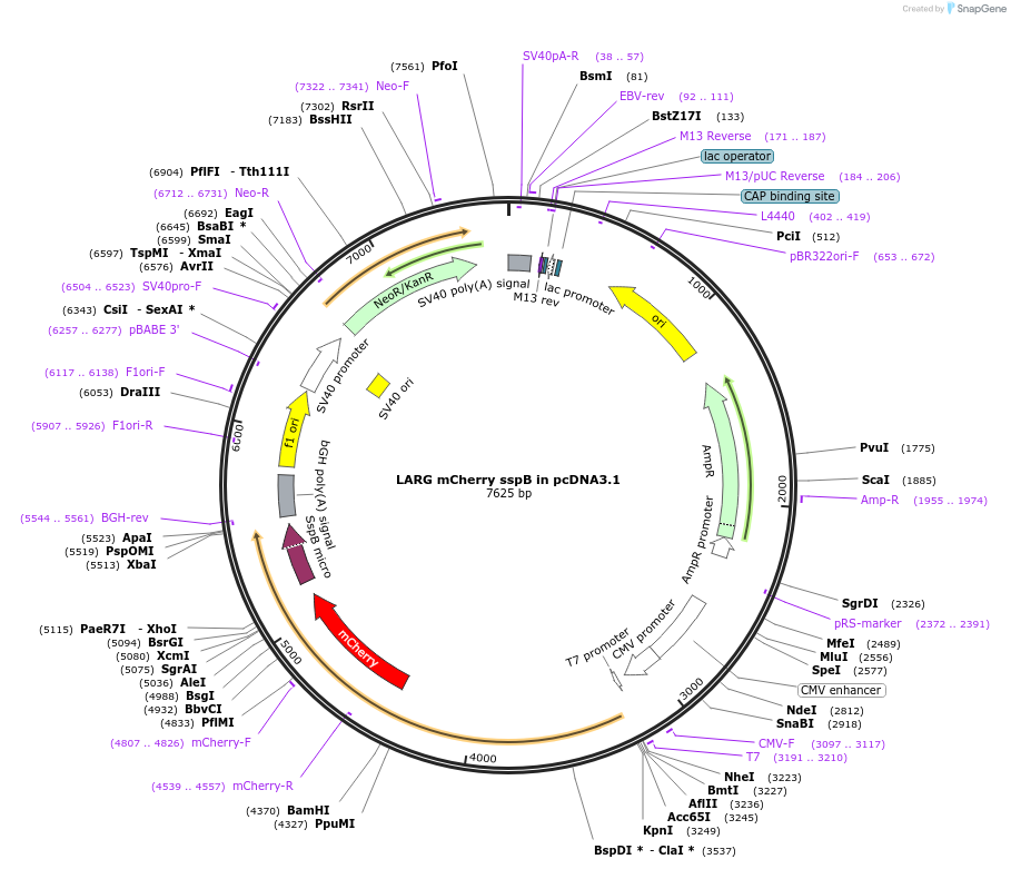 90459-plasmid-map-sequence-id-197780