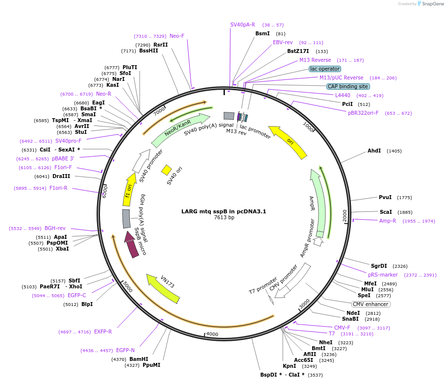 90460-plasmid-map-sequence-id-197785