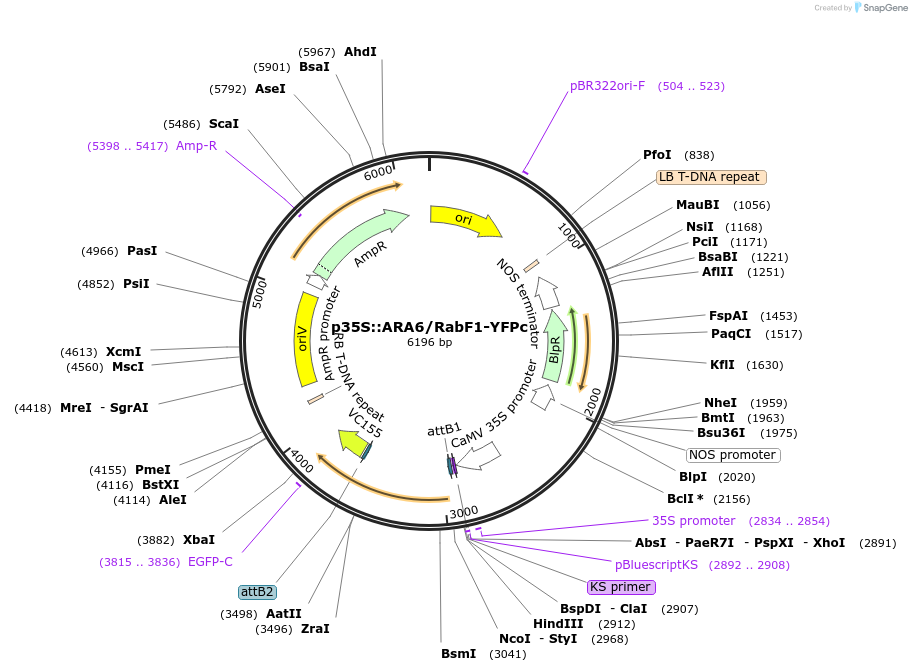 102408-plasmid-map-sequence-id-197788