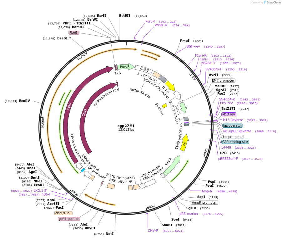 102759-plasmid-map-sequence-id-197796
