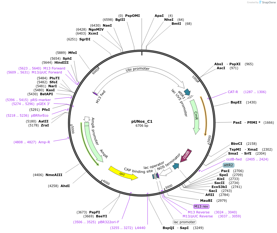 33297-plasmid-map-sequence-id-197799