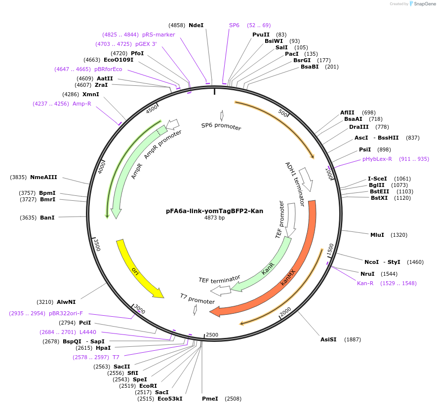 44899-plasmid-map-sequence-id-197818